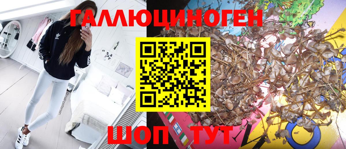 Мурино  Галлюциногенные грибы GOLDEN TEACHER  Вход с VPN 